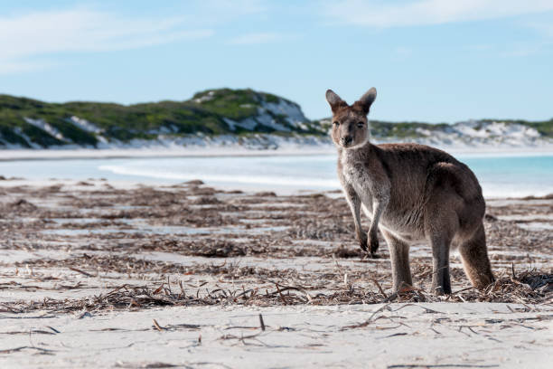 istock Kangaroo on the beach Australia 1094622978