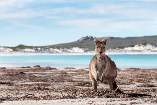 istock Kangaroo on the beach Australia 1094622988