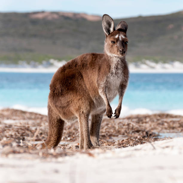 istock Kangaroo on the beach Australia 1094623016