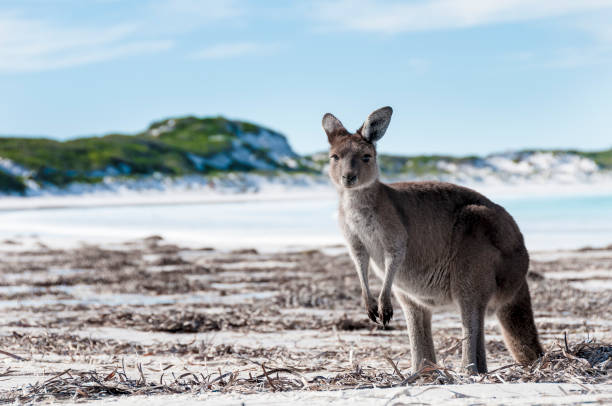 istock Kangaroo on the beach Australia 1094623030