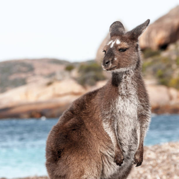 istock Kangaroo on the beach Australia 1094623040