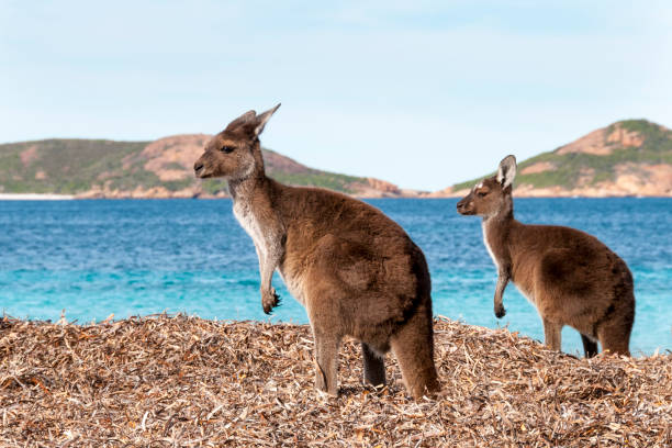 istock Kangaroo on the beach Australia 1094623060