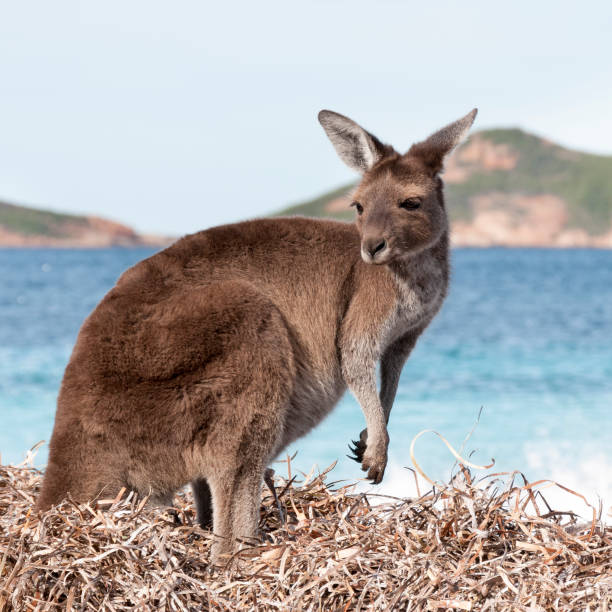 istock Kangaroo on the beach Australia 1094623090