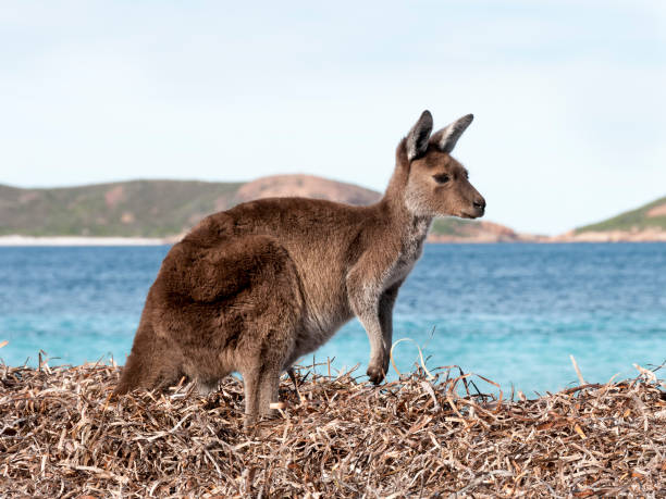 istock Kangaroo on the beach Australia 1094623120