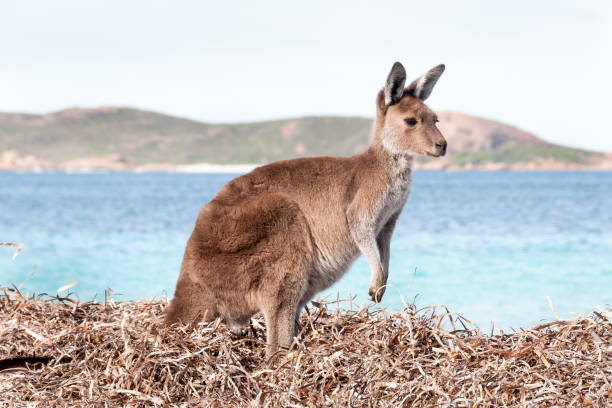 istock Kangaroo on the beach Australia 1094623124