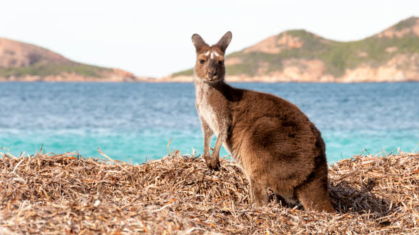 istock Kangaroo on the beach Australia 1094623128