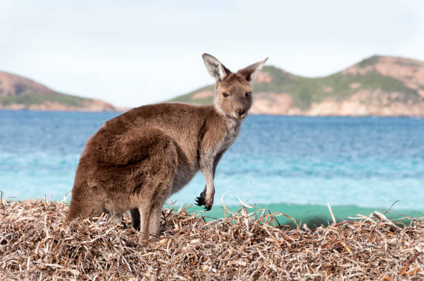 istock Kangaroo on the beach Australia 1094623136