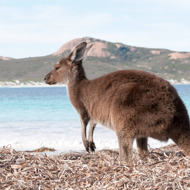 istock Kangaroo on the beach Australia 1094623172