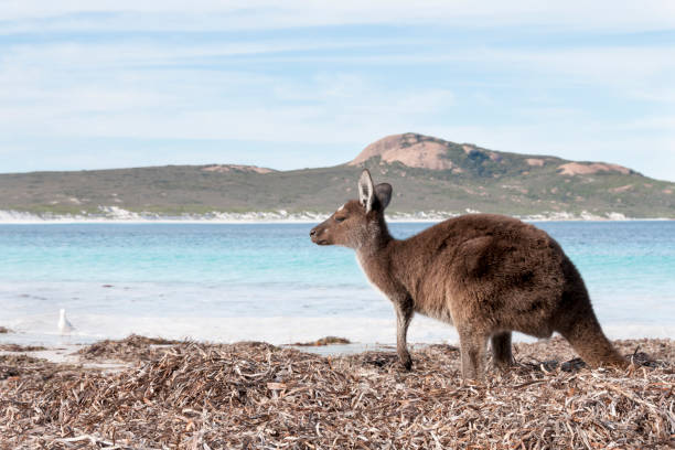 istock Kangaroo on the beach Australia 1094623214