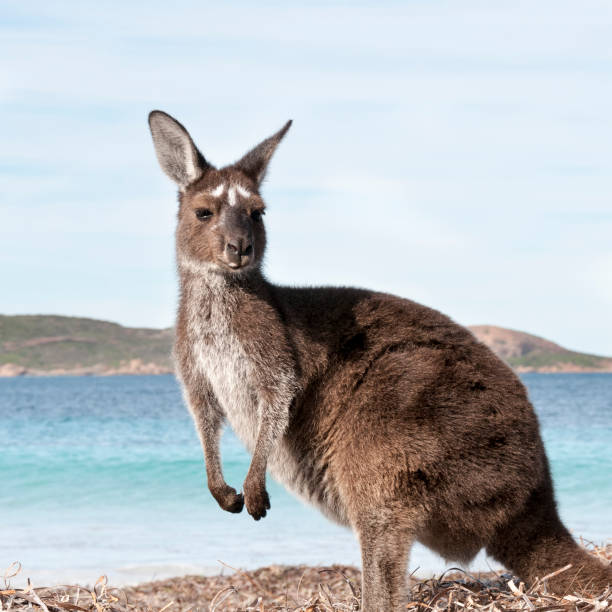 istock Kangaroo on the beach Australia 1094623238