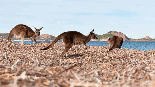 istock Kangaroo on the beach Australia 1094623394