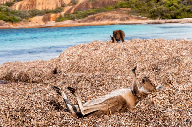 Kangaroo on the beach Australia wild animal on the beach cape le grand national park stock pictures, royalty-free photos & images