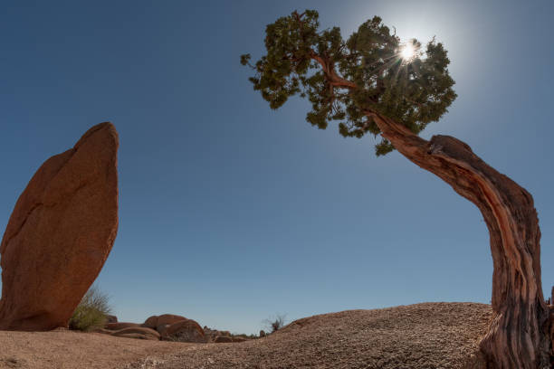 istock Balanced rock and juniper tree, Jumbo Rocks campground, Joshua Tree National Park 1094625578