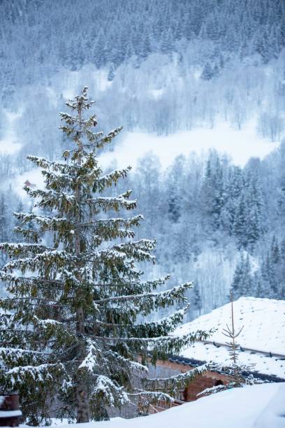 istock Morning's view on frozen mountain slope with white  frozen trees. 1094625878