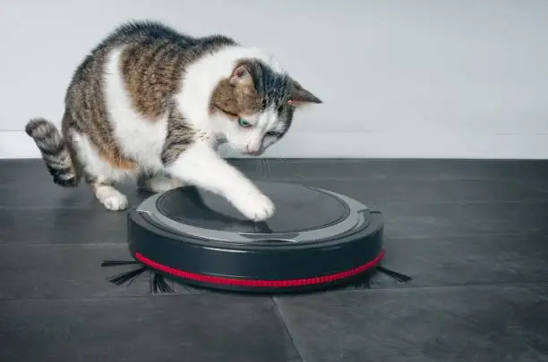 Photo of Funny tabby cat playing with a robot vacuum cleaner.