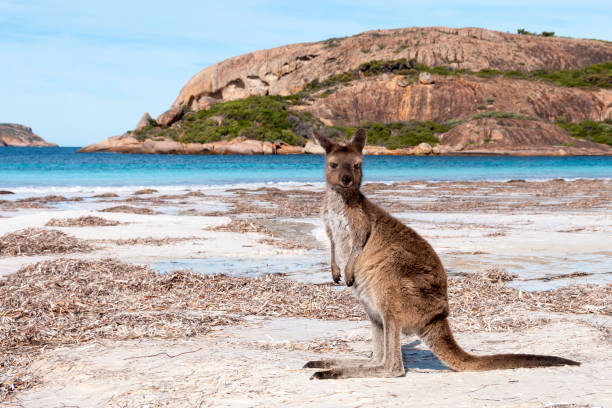 istock Kangaroo on the beach Australia 1094626590