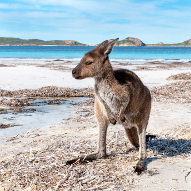 istock Kangaroo on the beach Australia 1094626620