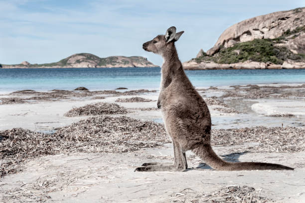 istock Kangaroo on the beach Australia 1094626622
