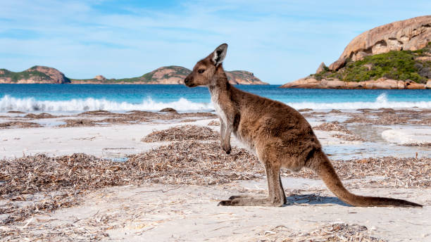 istock Kangaroo on the beach Australia 1094626624