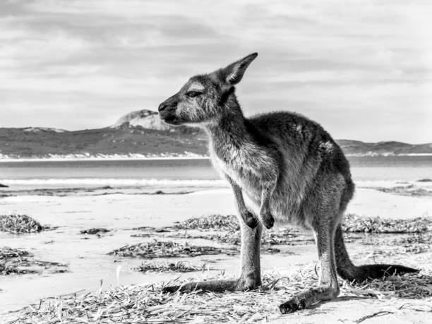 Kangaroo on the beach Australia wild kangaroo on the beach cape le grand national park stock pictures, royalty-free photos & images