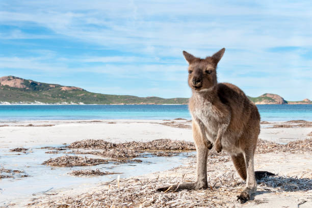 istock Kangaroo on the beach Australia 1094626668