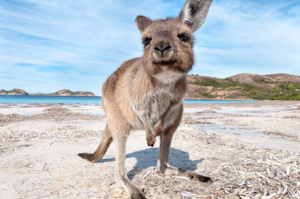 Kangaroo on the beach Australia wild kangaroo on the beach cape le grand national park stock pictures, royalty-free photos & images