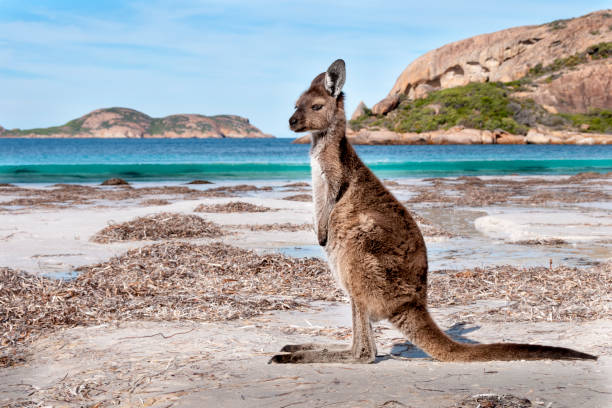 Kangaroo on the beach Australia wild kangaroo on the beach cape le grand national park stock pictures, royalty-free photos & images