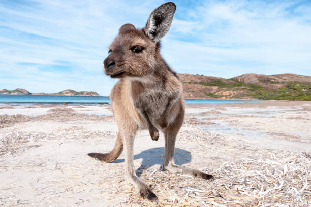 istock Kangaroo on the beach Australia 1094626716