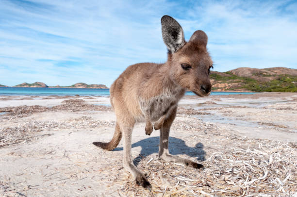 istock Kangaroo on the beach Australia 1094626724