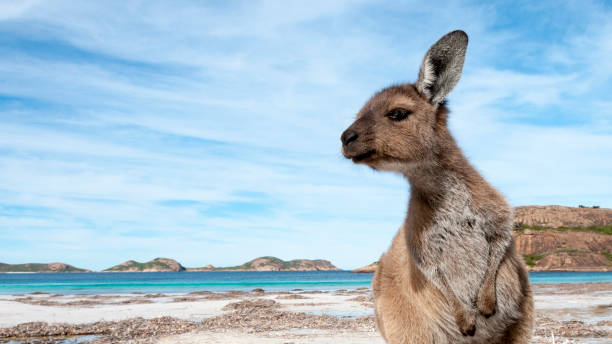 istock Kangaroo on the beach Australia 1094626728