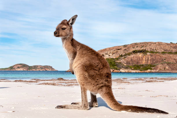 istock Kangaroo on the beach Australia 1094626766