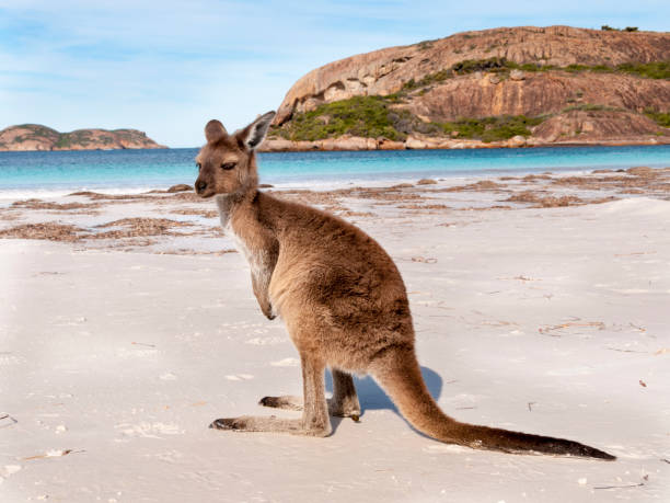 istock Kangaroo on the beach Australia 1094626772