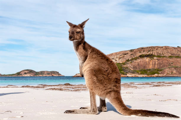 istock Kangaroo on the beach Australia 1094626776