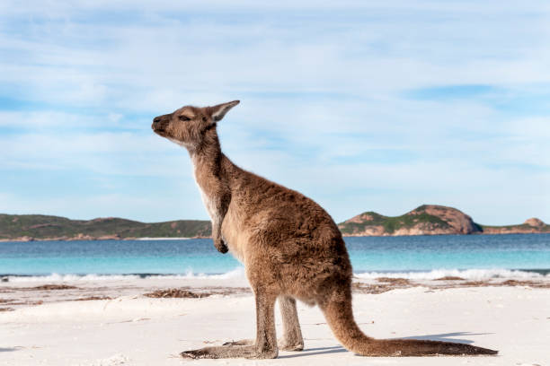 istock Kangaroo on the beach Australia 1094626778