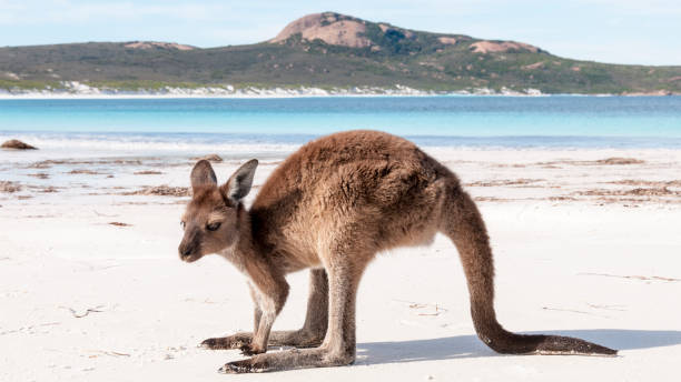 istock Kangaroo on the beach Australia 1094626782