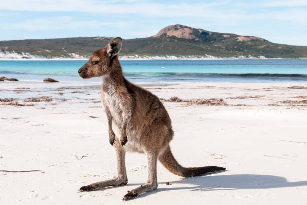 Kangaroo on the beach Australia wild kangaroo on the beach cape le grand national park stock pictures, royalty-free photos & images