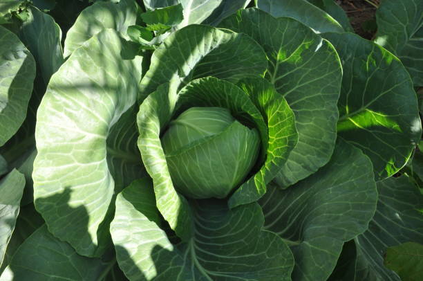 красивая цветная капуста в сельскохозяйственных угодьях - plowed field field fruit vegetable стоковые фото и изображения