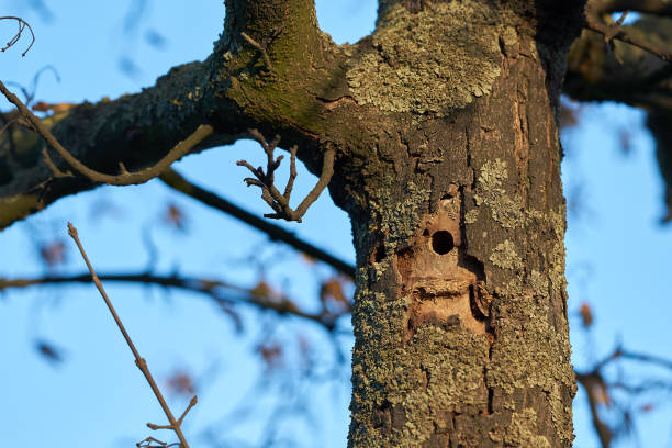 istock a tree infested by the Asian longhorn beetle 1094627026