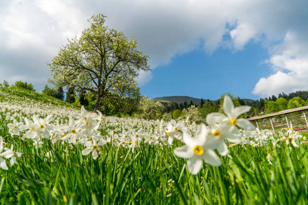 Daffodils blooming in meadow. Golica