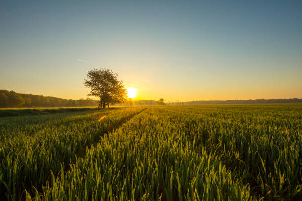 view of wheat field at sunset - summer solitary tree environment spring imagens e fotografias de stock