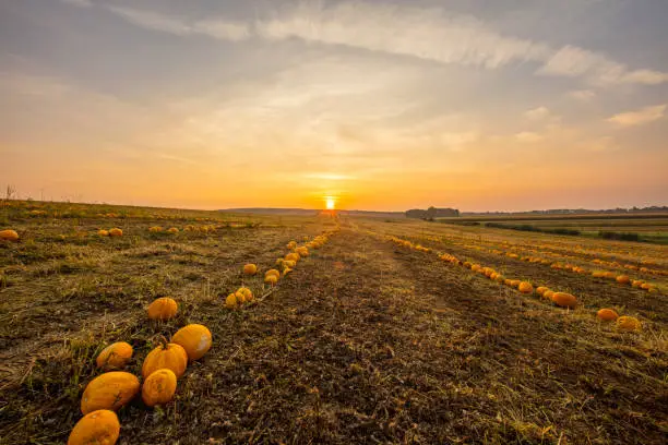 Scenic landscape with view of a pumpkin patch under a moody sky at sunset