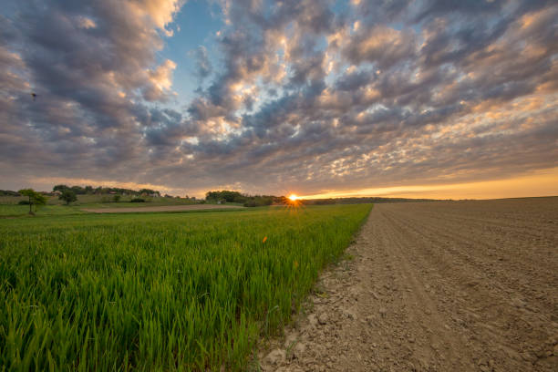 Rural landscape with view of a wheat field under a moody sky at sunset