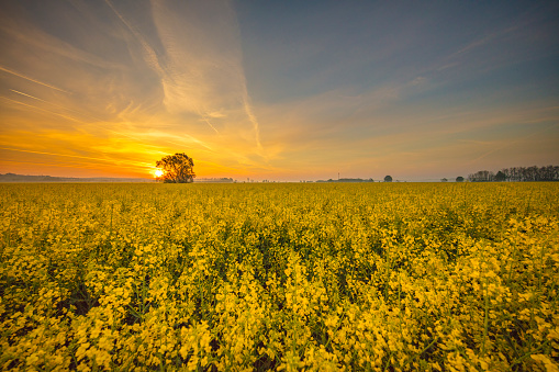 Scenic rural landscape with view of an oilseed rape field under a moody sky at sunset
