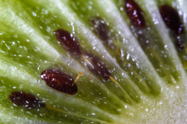 istock Slice of fresh kiwi fruit 1094632244