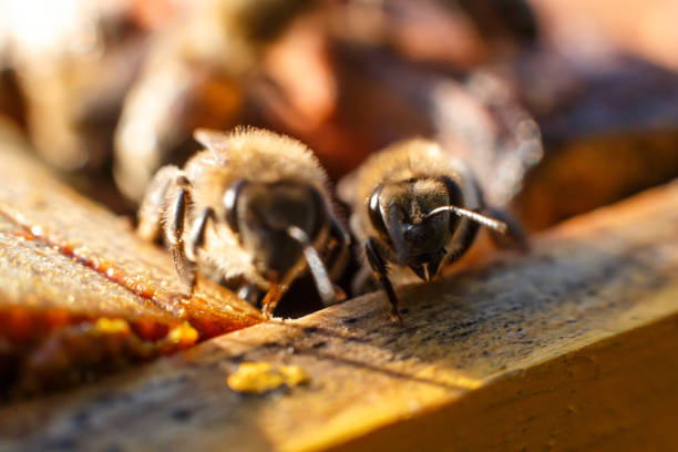 istock Closeup bee portrait on honeycomb in beehive. Apiculture concept. 1094632514