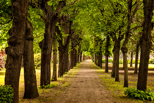 Tree alley at spring background