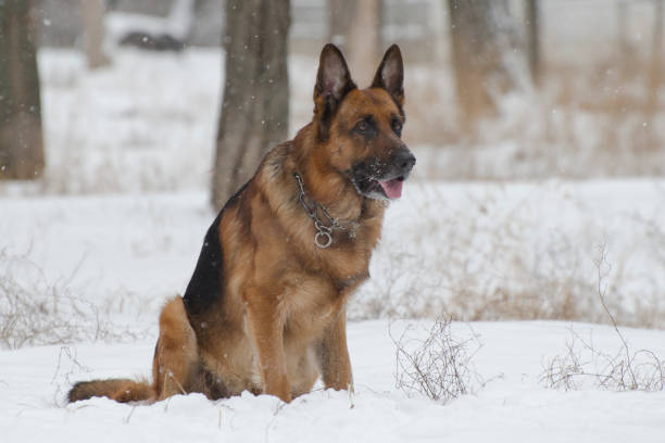istock German Shepherd sitting in the park 1094634520
