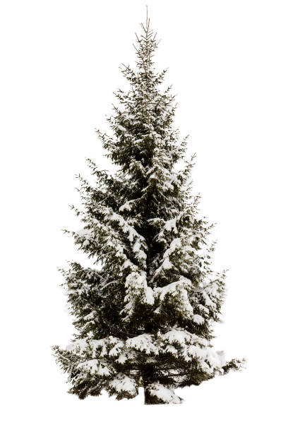istock Snow-covered spruce. No background, isolated object. Evergreen. Element for design. 1094634618