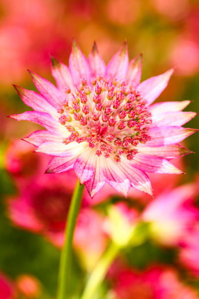 Close up of an astrantia flower