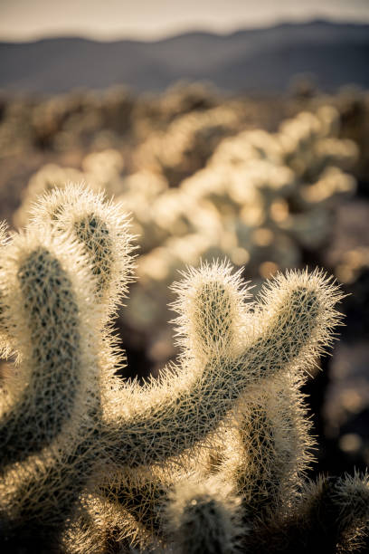 istock Cholla Cactus Garden, Joshua Tree National Park, at sunset 1094635050